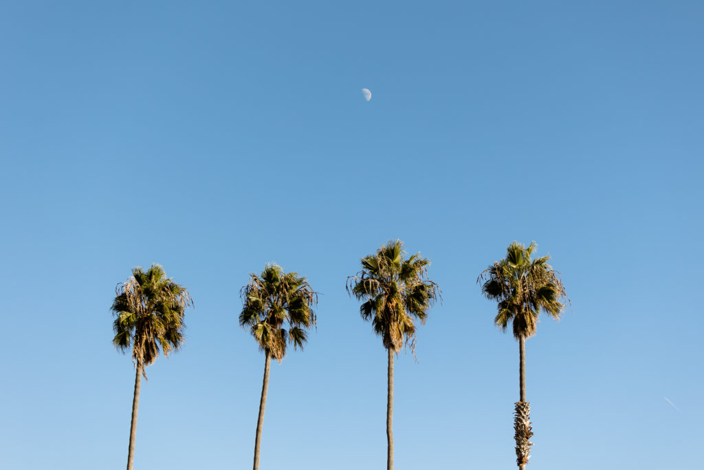 palm trees with crescent moon