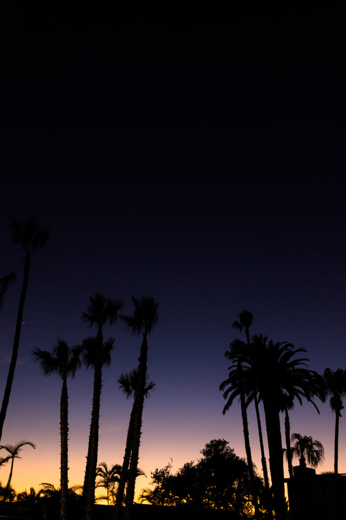 palm trees at purple and orange sunset