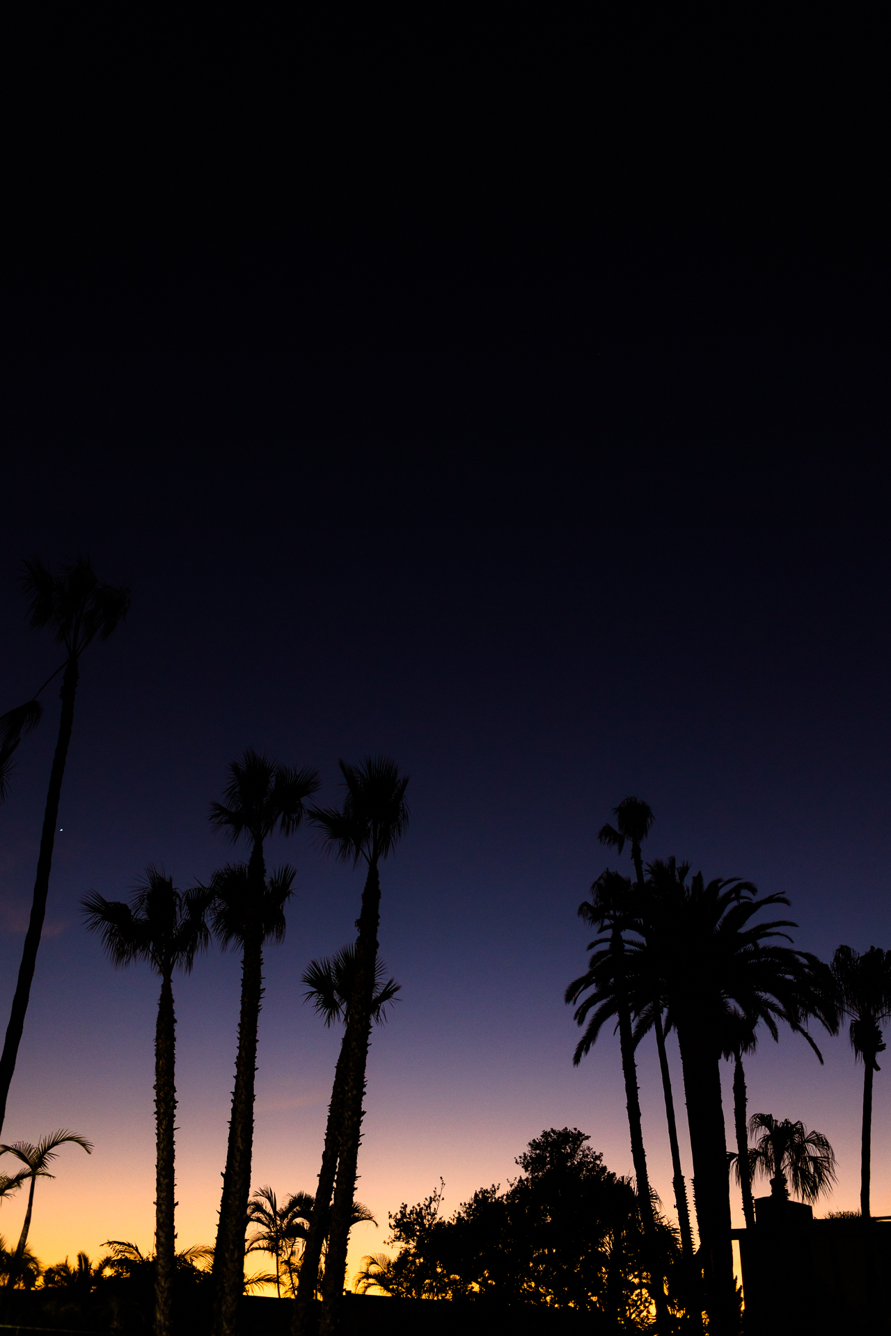 palm trees at purple and orange sunset